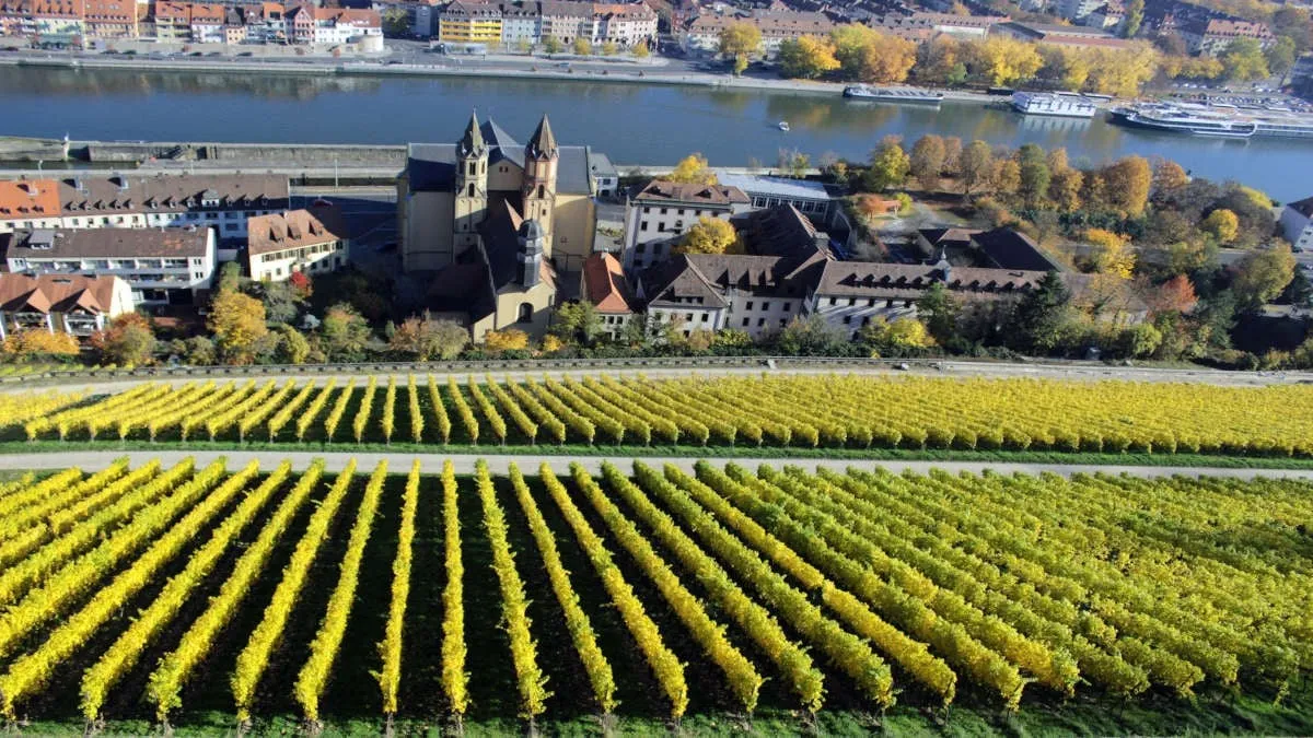 Німецькі винороби стикаються з історичною кризою