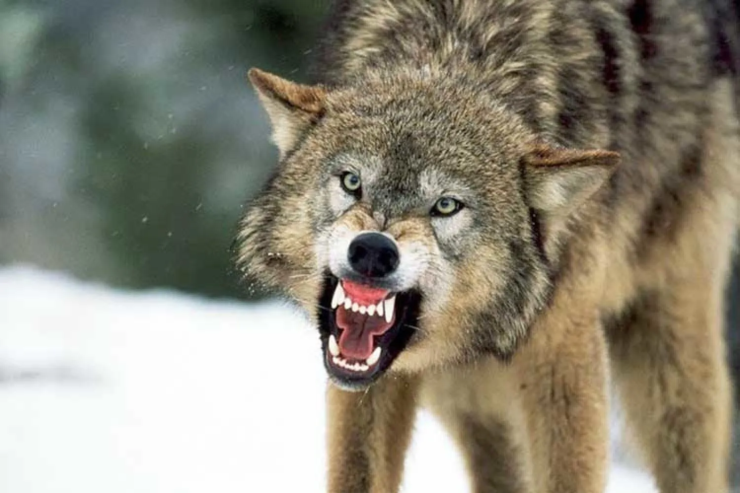 У центрі Гамбурга виловили вовка, який покусав жінку