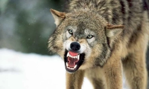 У Франції повідомили про кількість бійців ЗСУ, які пройшли навчання в країні