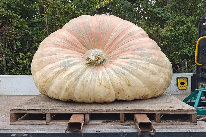 A British man grew a pumpkin weighing nearly 1.3 metric tons and set a world record