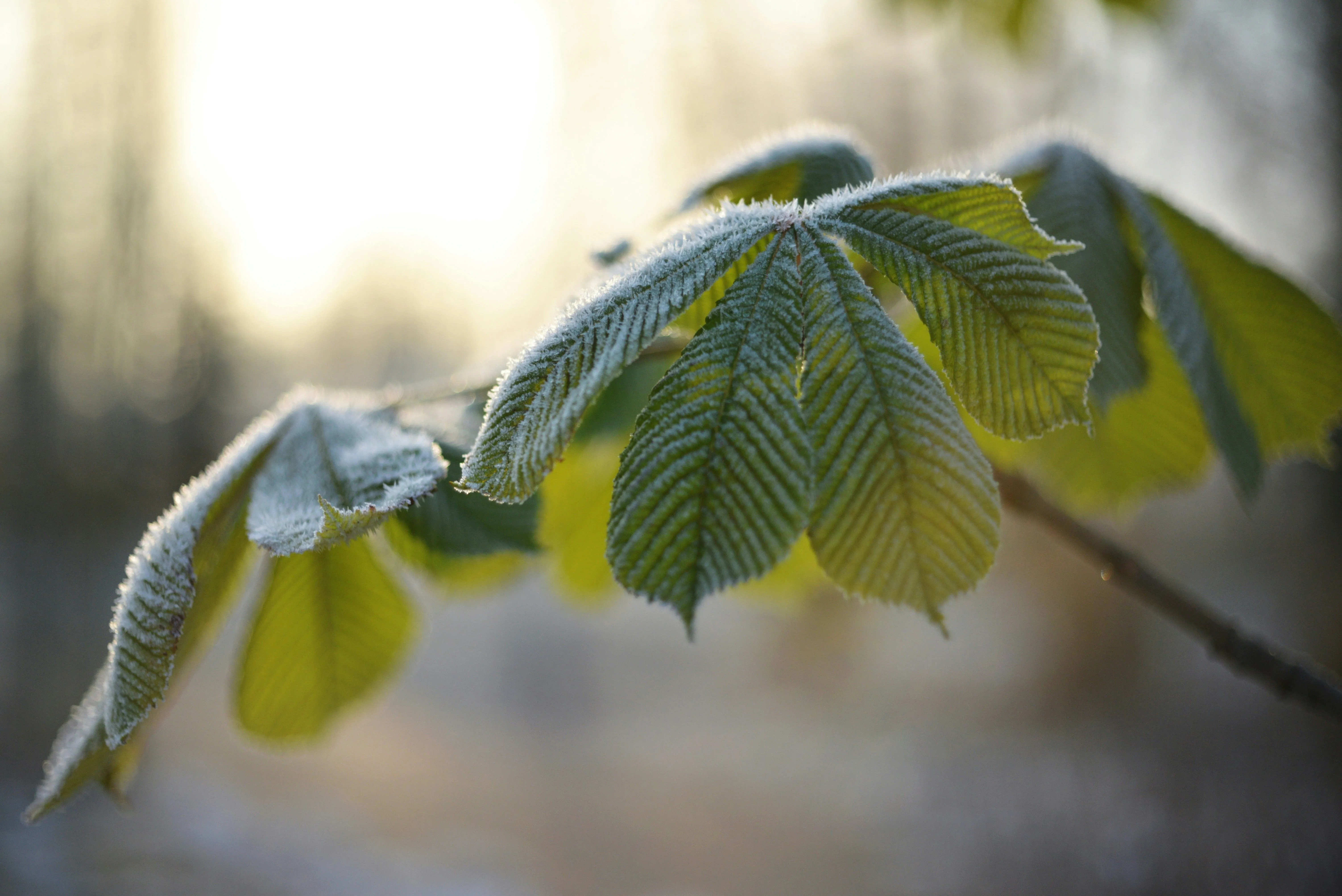 На Великдень на Київщині оголосили помаранчевий рівень небезпеки через заморозки