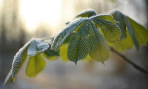 Угорщина доєдналася до обговорення системи захисту від рф «Стіна дронів»