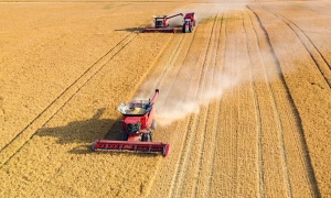 Україна завершила збір врожаю, посівши друге місце серед виробників зернових в ЄС