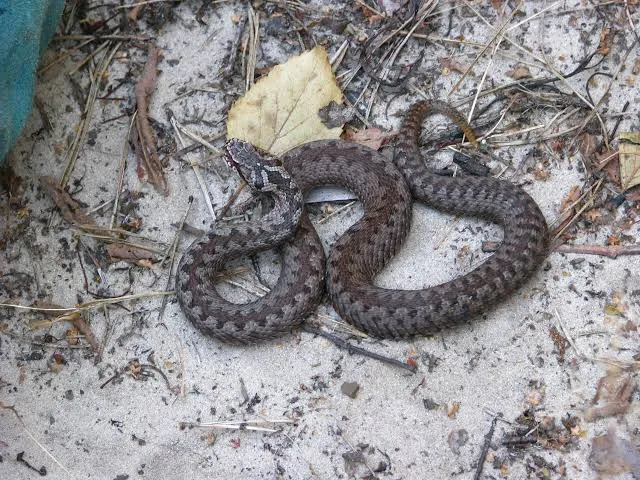 A 29-year-old woman from the Rivne region was admitted to the intensive care unit after being bitten by a viper