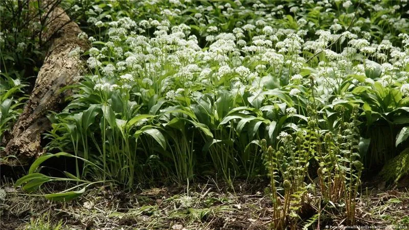 Росіяни мішками виносять з лісів Німеччини черемшу