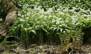 У 5 локаціях Святошинського району впали уламки ворожих дронів