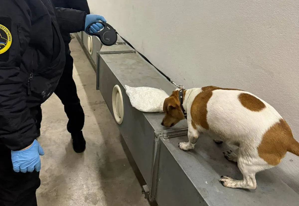 Митний пес Річі викрив 4 кг амфетаміну у Закарпатті