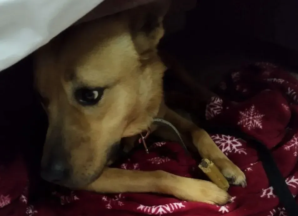 Провідник пустив у поїзд великого собаку та допоміг врятувати його