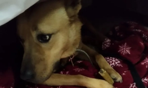 СБУ спіймала на хабарі заступника декана та викладача Льотної академії НАУ