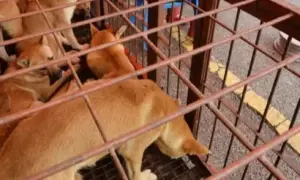 Росія не на жарт розлютила НАТО