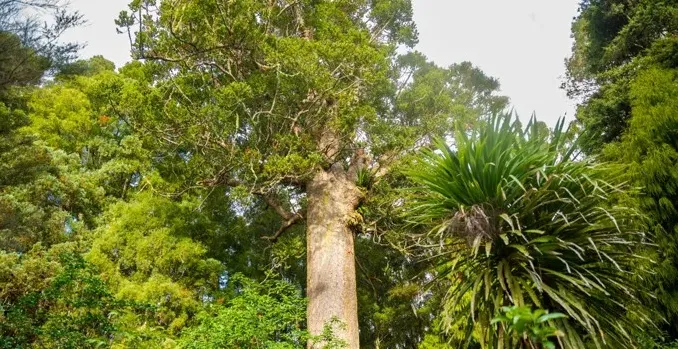 June 5 Holiday: Tree Planting Day in New Zealand
