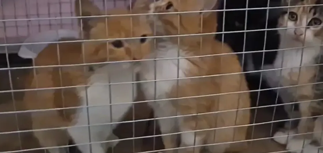 Шесть кошек из Олешек эвакуировали через Днепр с помощью дрона