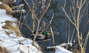 Вадим Альперін програв справу в ЄСПЛ проти України