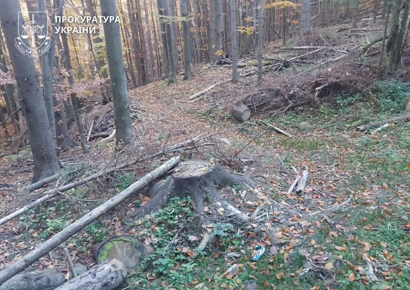 The State Forestry Enterprise of Ukraine will pay over 83 million hryvnias for logging in the nature reserve