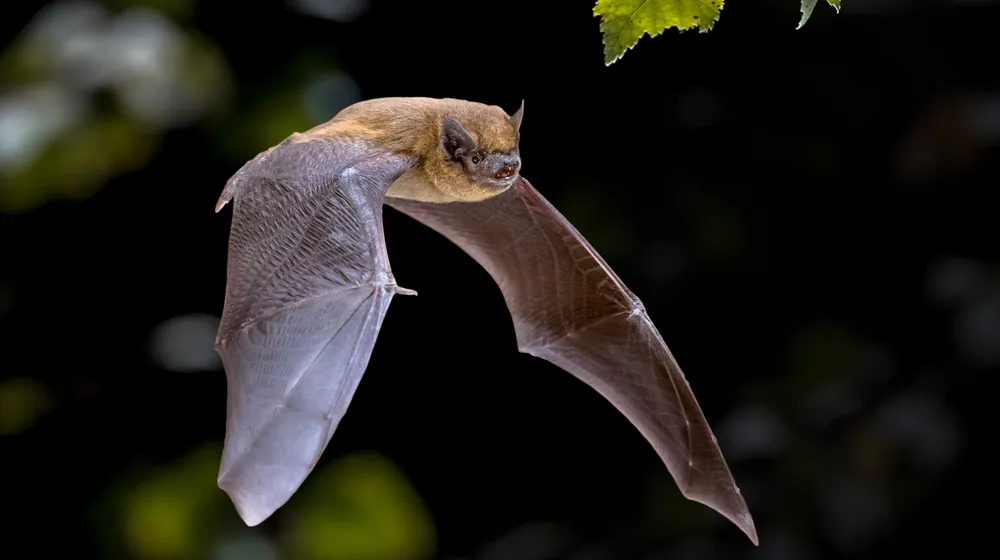 In Kyiv, volunteers rescued hundreds of bats that had taken up residence in an apartment