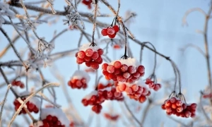 Україна та Емірати уклали військові контракти на суму понад $1 мільярд