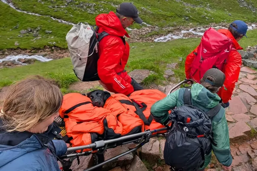 A dog was poisoned by cannabis while climbing Britain's highest mountain