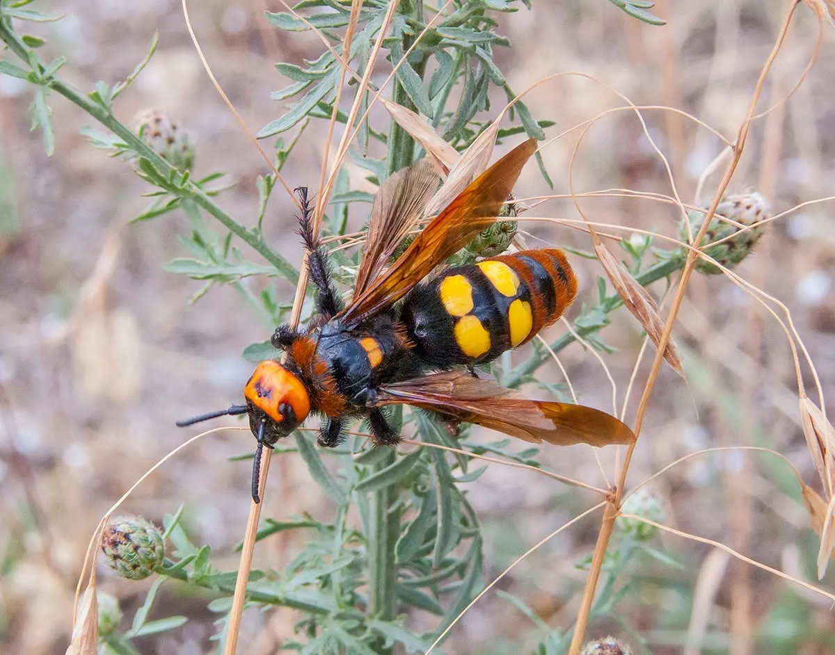 Europe's largest insect was spotted in southern Ukraine