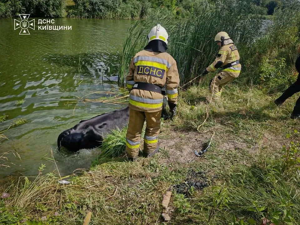 Фото: на річці Рось успішно пройшла операція з порятунку корови