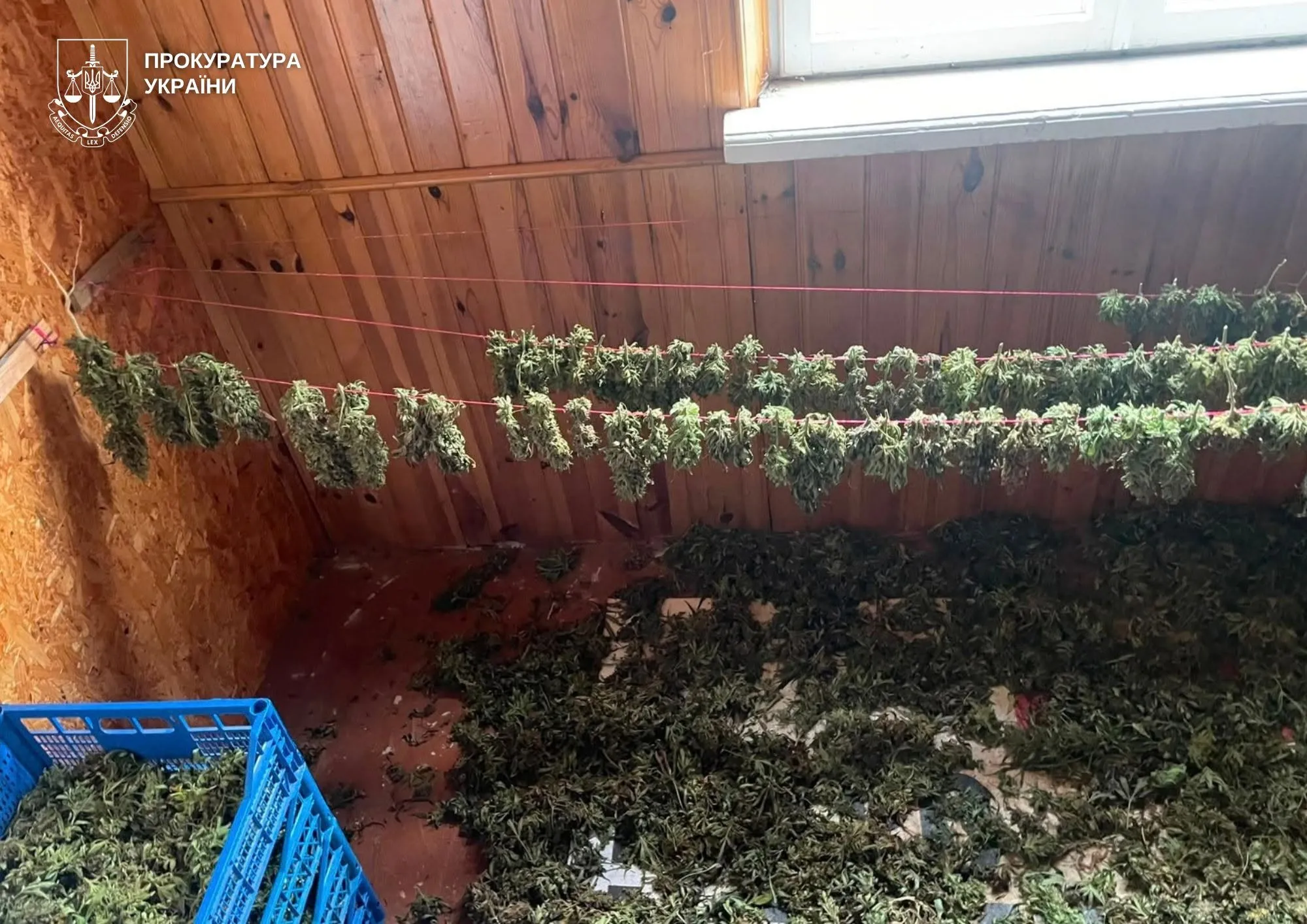 Two suspects accused of selling 25 kg of cannabis were taken into custody in Volyn