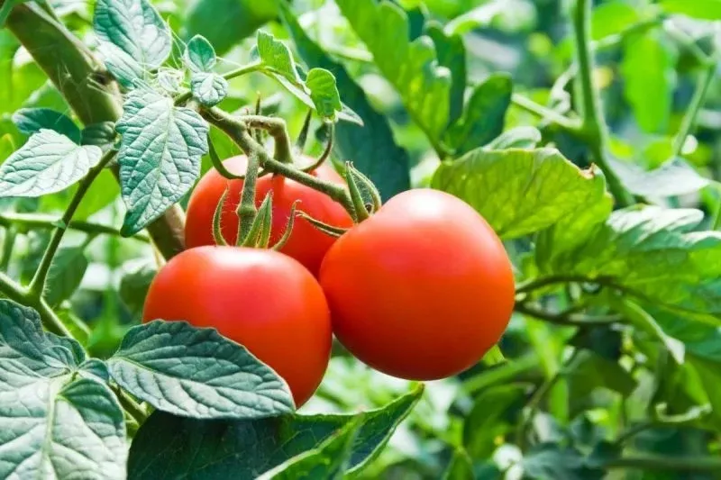 Greenhouse tomatoes in Ukraine have gone up in price by 14 percent over the past week