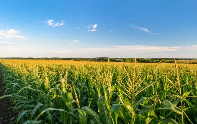 One of Europe's largest corn mazes has opened