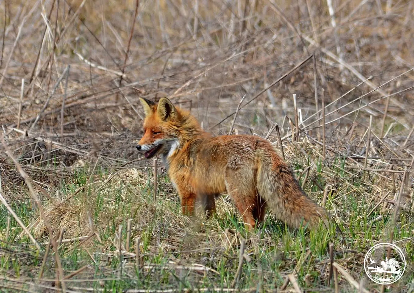 A fox was spotted in Chernobyl during the day; scientists explained the animal's unusual behavior
