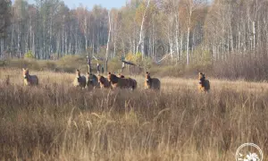 أقال مجلس الوزراء ثلاثة نواب لرئيس مصلحة الضرائب وعين نائبًا جديدًا