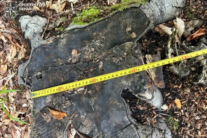 У Карпатах вирубали тисячі дерев і справа дійшла до суду