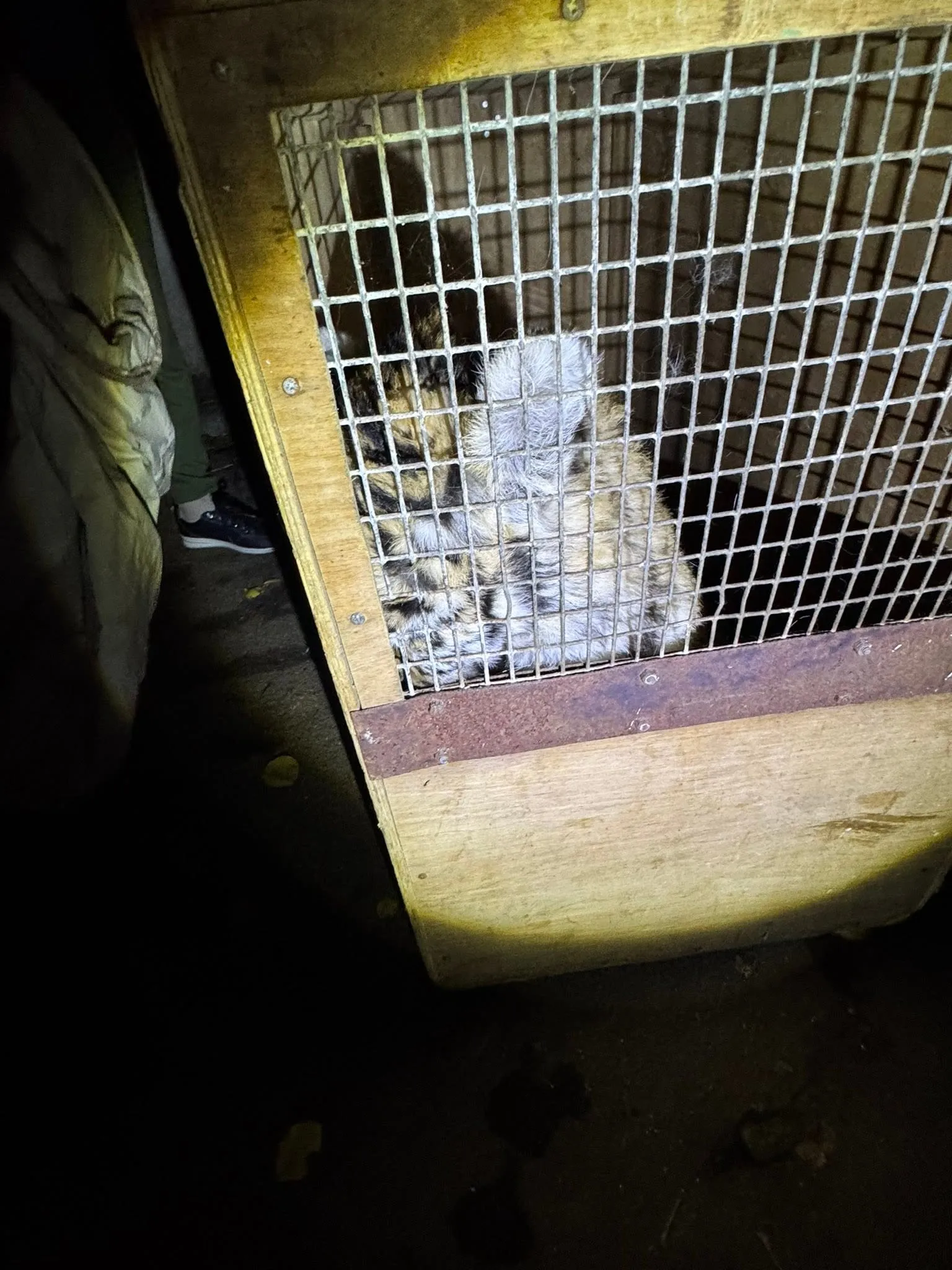 A female tiger that had escaped from a zoo enclosure was captured in Mykolaiv