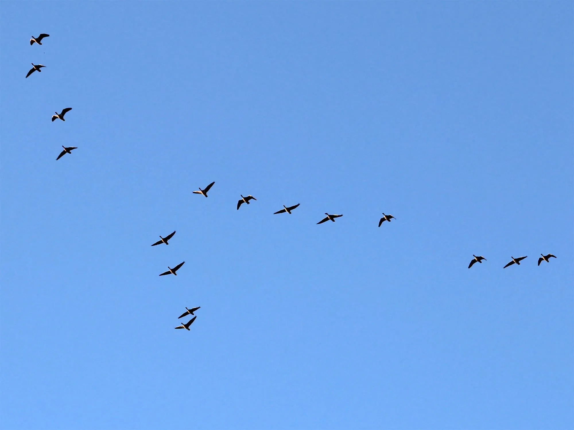 Swallows that did not migrate were spotted in the Odesa region