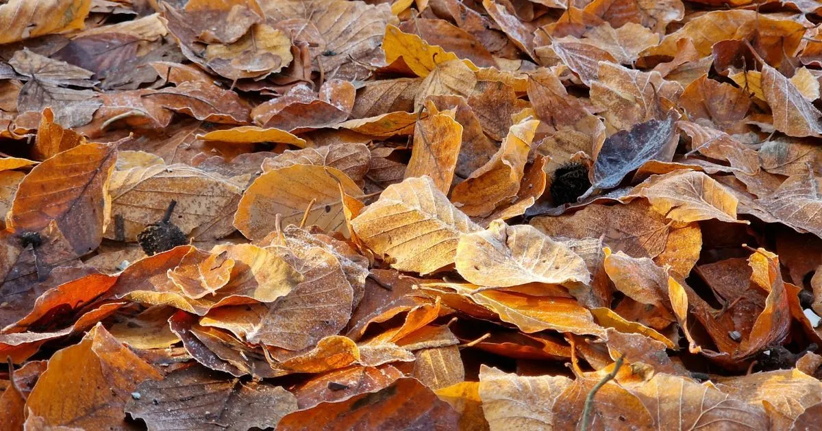 До України прийдуть нічні морози: прогноз погоди на вихідні дні