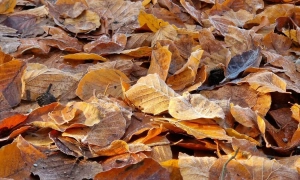 Зеленський призначив нового командувача Сухопутних військ