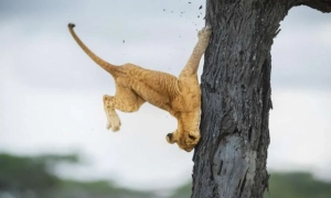 «Алісу у країні чудес» назвали найкращою дитячою книгою за версією Independent