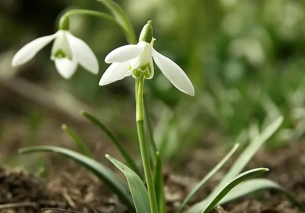 До Києва 10 березня прийшла метеорологічна весна