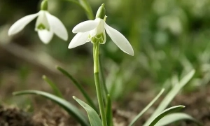 Зеленський призначив нових голів Обухівської та Білоцерківської РДА