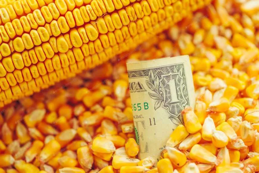 Corn prices in Ukraine have fallen to 5,000 UAH per metric ton despite rising grain prices in Europe