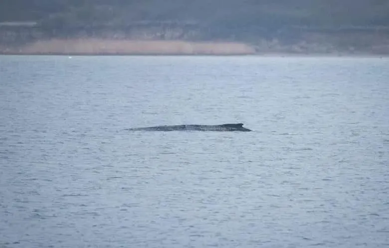 Горбатий кит знову в пастці на морській мілині в Німеччині