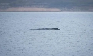 США та росія можуть провести другий раунд переговорів в Саудівській Аравії наступного тижня