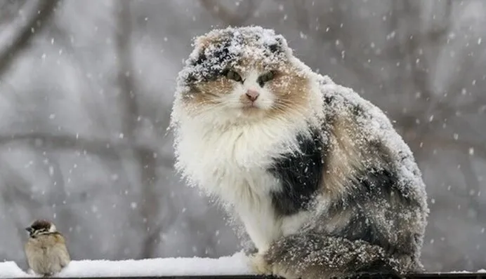 27 січня Київ накриє мокрий сніг із дощем