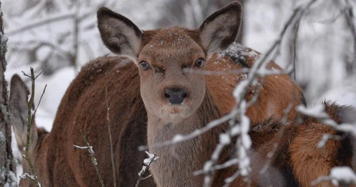 Екологи показали фото вагітних олениць у Чорнобильському заповіднику