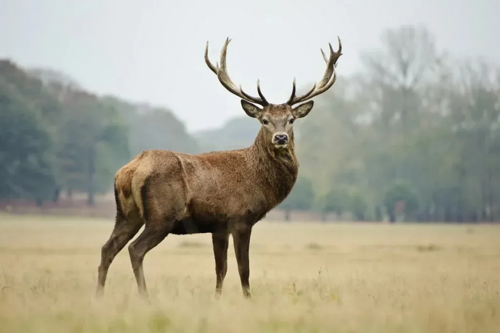 Video: Deer Spotted in the Odesa Region for the First Time in Many Years