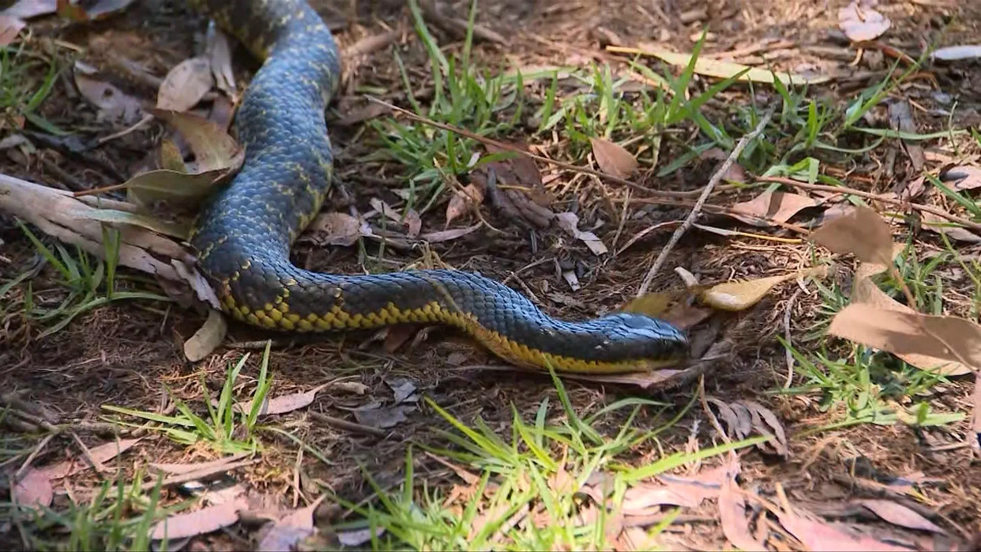 В Австралії 11-річна дівчинка дивом вижила після укусу тигрової змії