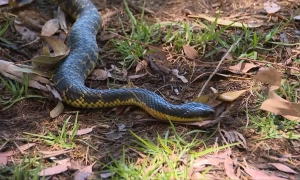 МЗС Росії знову взялося за власне трактування історії: виправдання вторгнення СРСР в Польщу