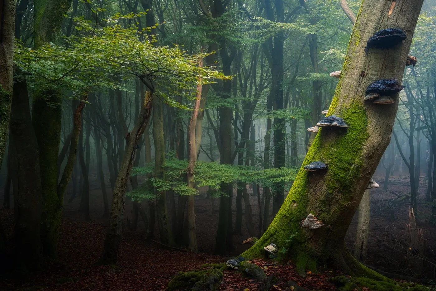 September 5, 2026 — European Mushroom Day: Why the Whole Forest Needs Them