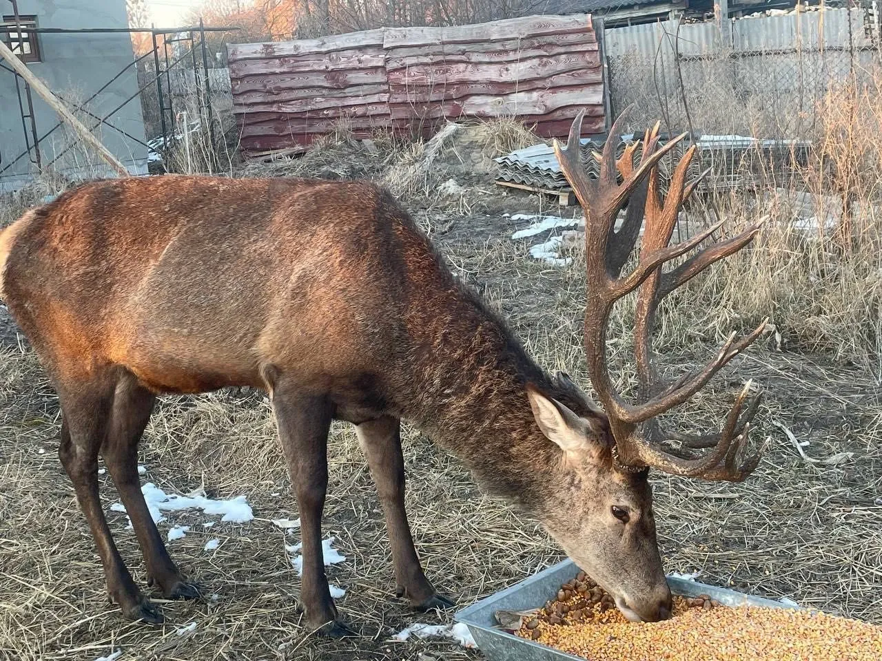 На Рівненщині після зникнення знайшовся зірковий олень Борис