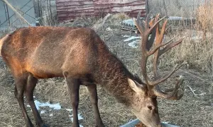 Тариф «Укренерго» на передачу електроенергії зросте: подробиці 