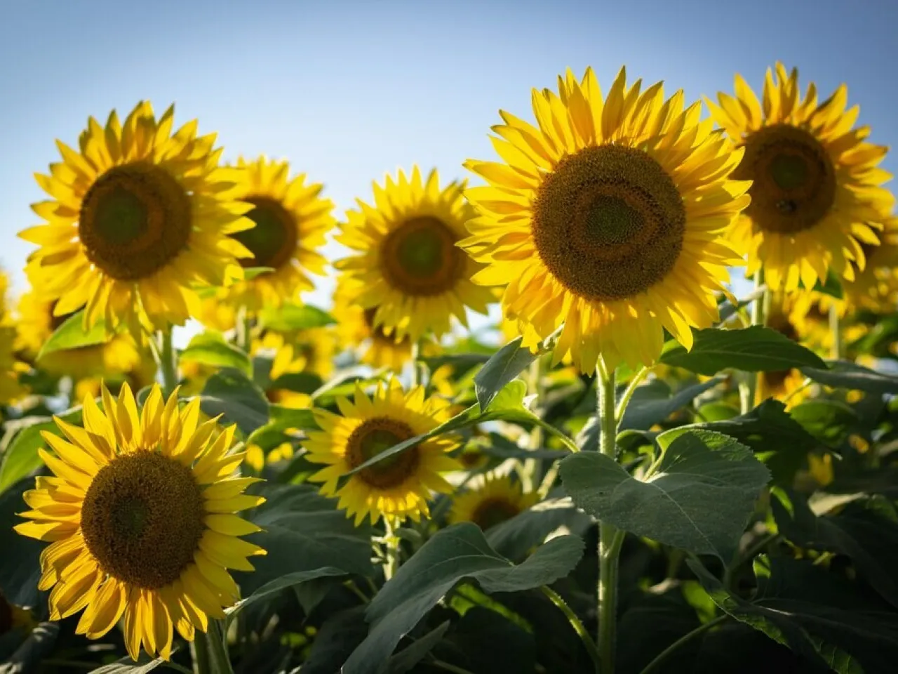 Ціни на соняшник знову просіли