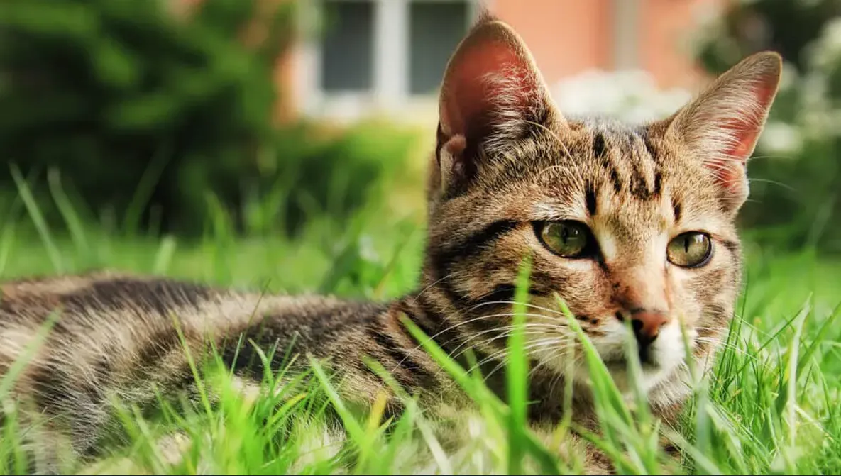 Что делать, если у кота понос?