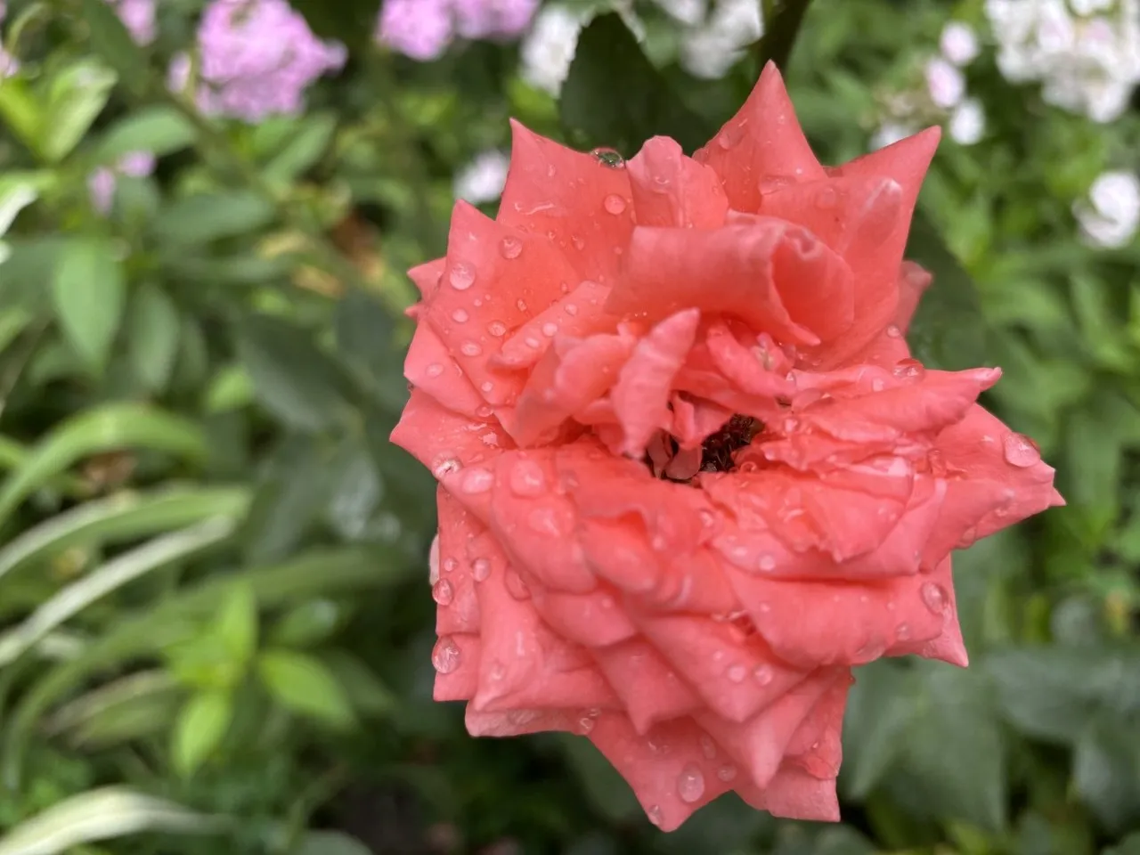 Temperatures are expected to rise in Ukraine on July 26, but some regions will see rain
